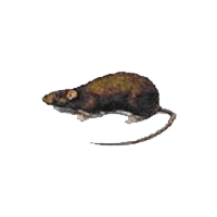 Bruine rat
